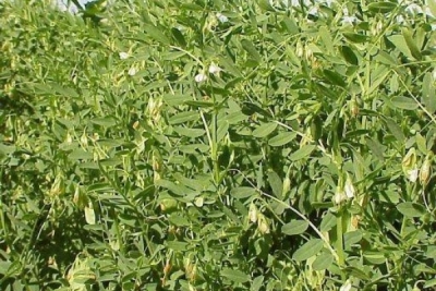 Чечевицу вместо риса предлагают выращивать в Крыму аграрии из Турции