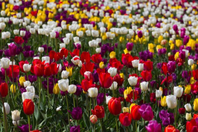 В Никитском саду готовятся к Параду тюльпанов