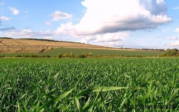 Крым отказывается от собственного риса