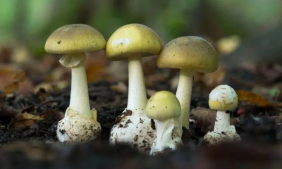 В Евпатории семья с маленькими детьми отравилась грибами