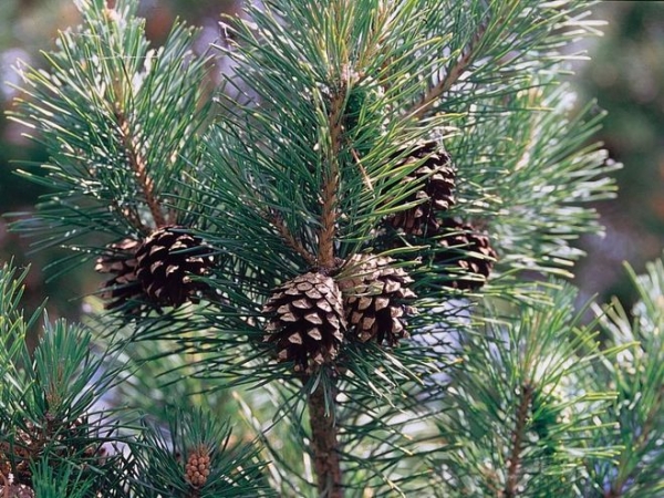 В Севастополе реликтовые сосны пересажены, не смотря на возраст