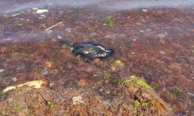 В Севастополе зафиксирована массовая гибель морских птиц