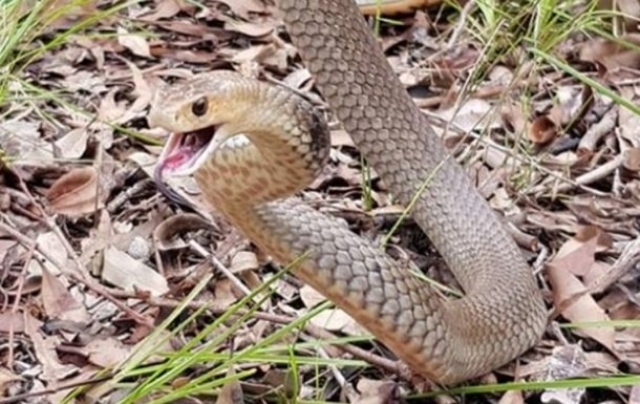 Феодосию атакуют рептилии, но отлавливать их некому