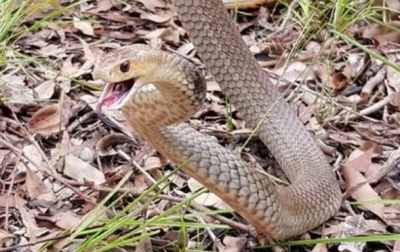 Феодосию атакуют рептилии, но отлавливать их некому