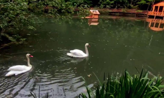 Пропавшую пару лебедей обнаружили в частном владении