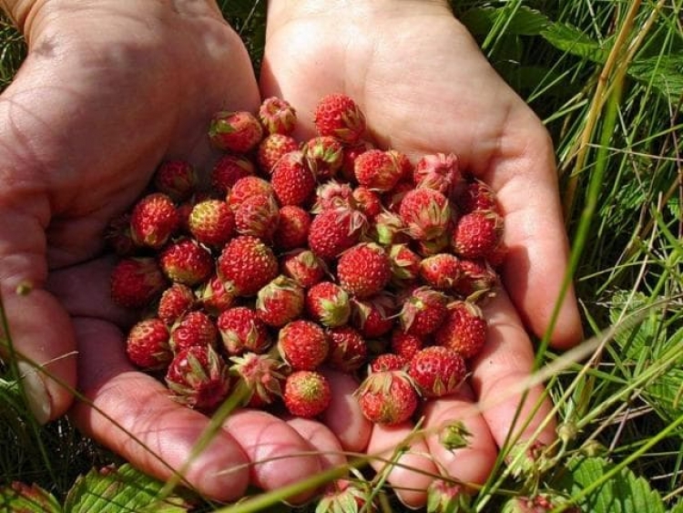 Специалисты встревожены распространением в Крыму антракноза земляники