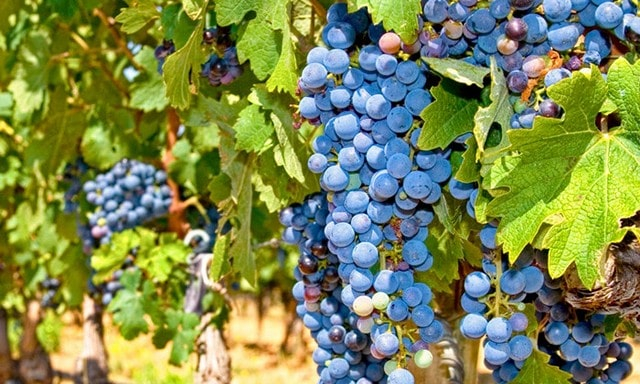 В Крыму ожидается урожай винограда ниже, чем в прошлые годы