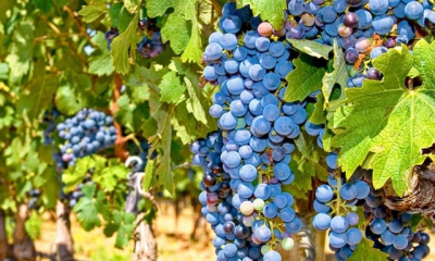 В Крыму ожидается урожай винограда ниже, чем в прошлые годы
