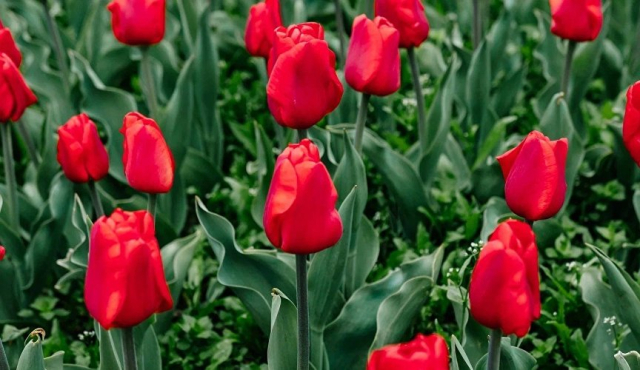 В Ялтинском ботаническом саду выбрали «генерала» парада тюльпанов