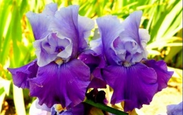 Бал тюльпанов в Никитском саду сменился на карнавал ирисов