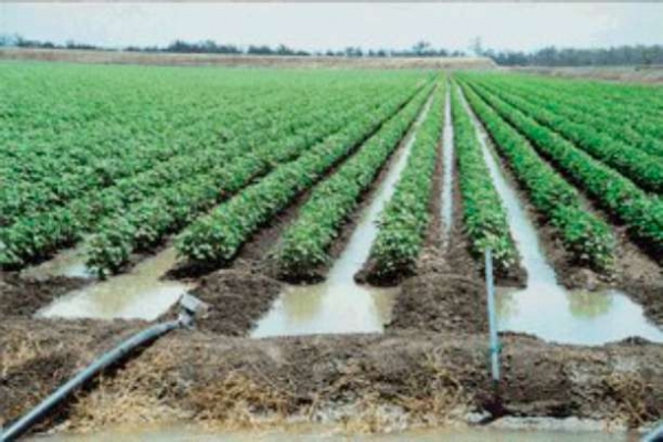 Поля Крыма планируют поливать канализационными стоками