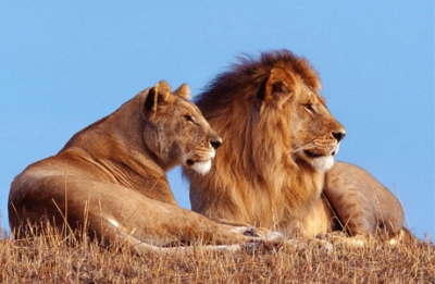 Крымский парк «Тайган» так и не получил обещанной помощи из России