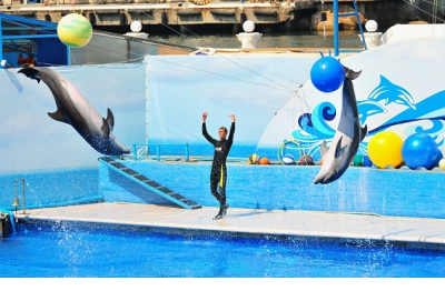 Севастопольский дельфинарий могут закрыть