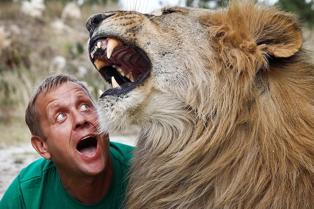 На владельца сафари-парка Тайган напали львы – его состояние тяжелое