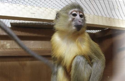 В суде признал свою вину владелец обезьяны, убившей младенца