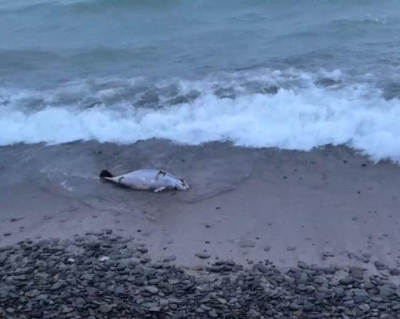 Из-за крушения танкеров и разлива мазута погибло более 30-ти дельфинов