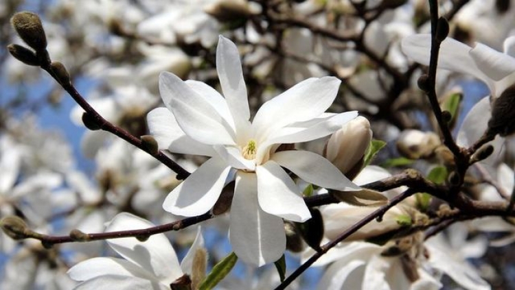 В Никитском ботаническом расцвела магнолия Лебнера
