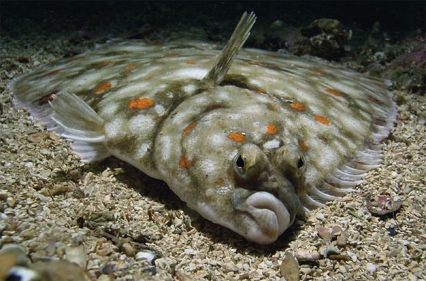 Ученые помогают кабале выжить 