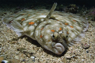 Ученые помогают кабале выжить 