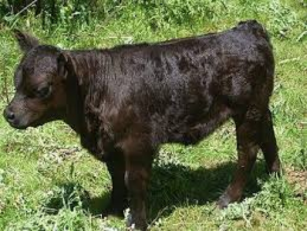 Мини-коровы заждались своего переезда в Россию  