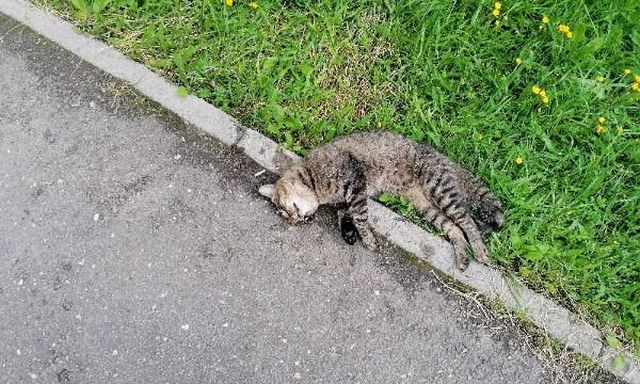 В Ленинском районе Крыма найдены трупы бесхозных кошек и собак