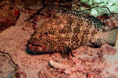 Необычная рыба была обнаружена в водах Черного моря