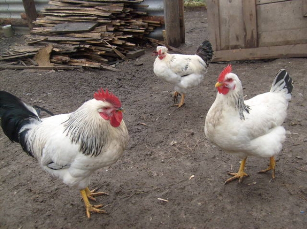 От неизвестной инфекции гибнут куры в селах Белогорского района