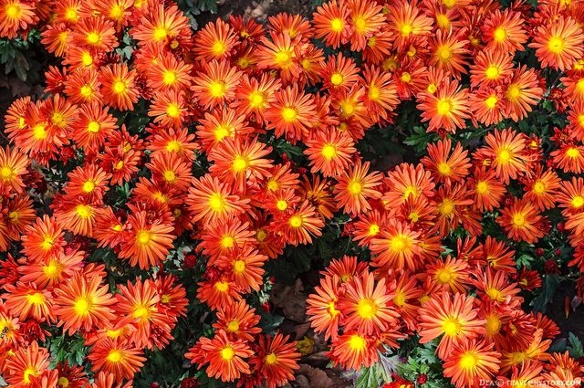 В Никитском ботаническом саду начался осенний бал хризантем