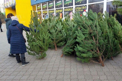 Новогодние елки в Крыму подорожали в 3 раза