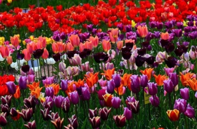 В Никитском саду расцвели тюльпаны – открылась юбилейная выставка