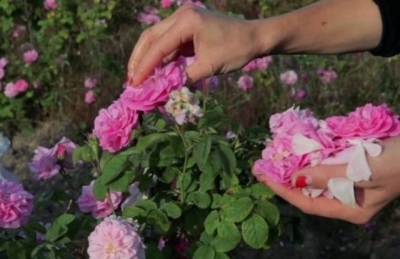 «Крымская роза» подписала контракт с сирийской компанией