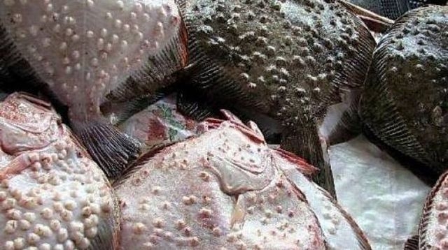 Браконьеры выловили в Каркинитском заливе почти тонну камбалы