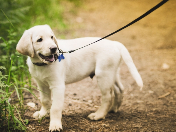 Севастопольцам придется регистрировать своих питомцев