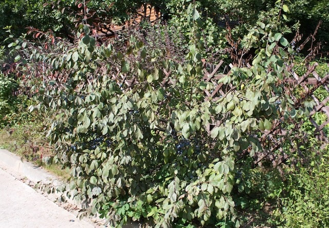 В Крыму - неурожай плодов дикорастущих плодовых деревьев и кустарника