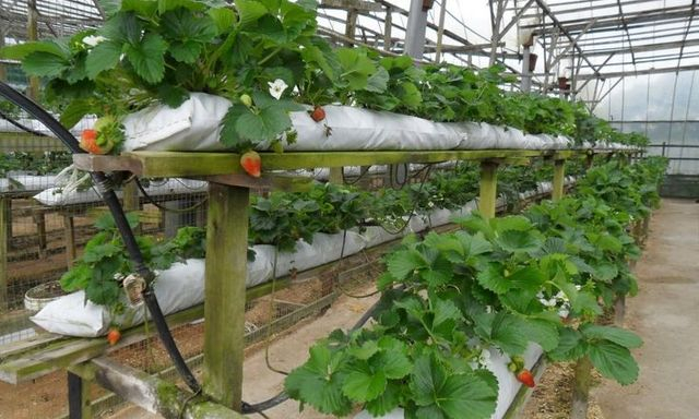 В этом сезоне клубника появится позже обычного и будет дороже