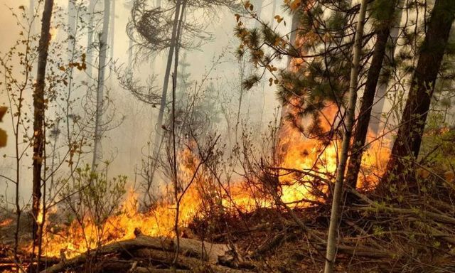 Более чем на треть увеличилось число пожаров в Крыму