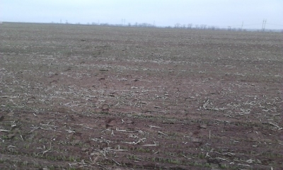 В Крыму погибли ранние озимые