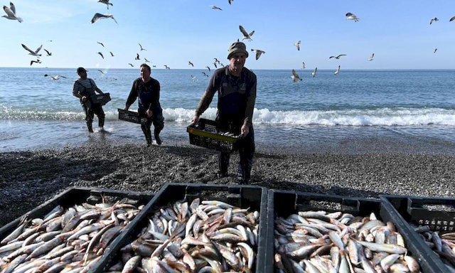 В Крыму за 10 лет существенно снизились объемы добычи рыбы