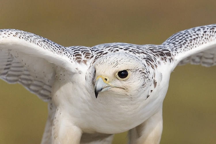 Житель Крыма организовал преступную группировку на Камчатке