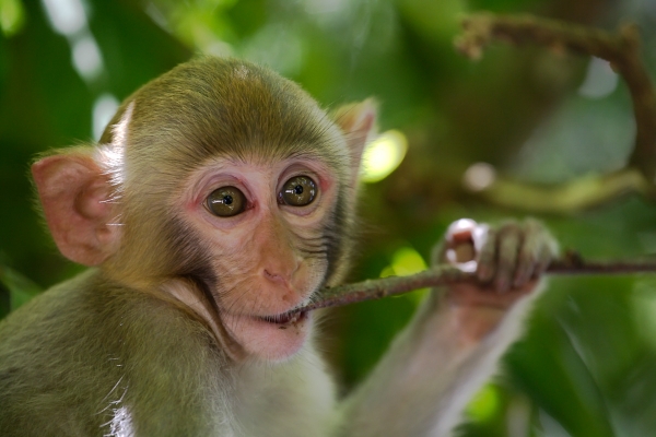 Очередной скандал вокруг «Тайгана» «стоимостью» в один миллион 