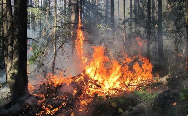 Под селом Кольчугино горит лес - к тушению пожара привлечена авиация