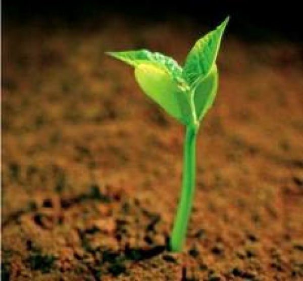 В Ялтинском заповедники школьники высадили деревья