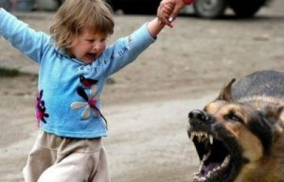За нападение бездомных собак на детей в Кировском районе будет выплачена компенсация