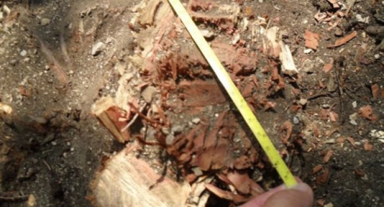 Виновный в уничтожении реликтовых деревьев на Солнечной тропе предстанет перед судом