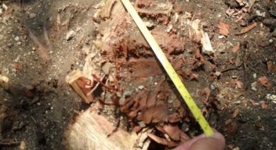 Виновный в уничтожении реликтовых деревьев на Солнечной тропе предстанет перед судом