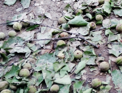 Вслед за заморозками по урожаю этого года в прямом смысле ударил град