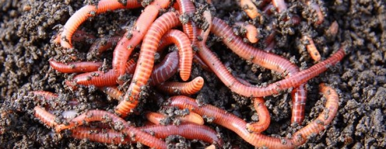 Инспекторы Россельхознадзора оккупированного Крыма не пустили на полуостров дождевых червей
