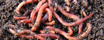 Инспекторы Россельхознадзора оккупированного Крыма не пустили на полуостров дождевых червей