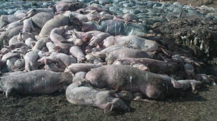 В Крыму выявили могильники свиней