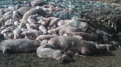 В Крыму выявили могильники свиней